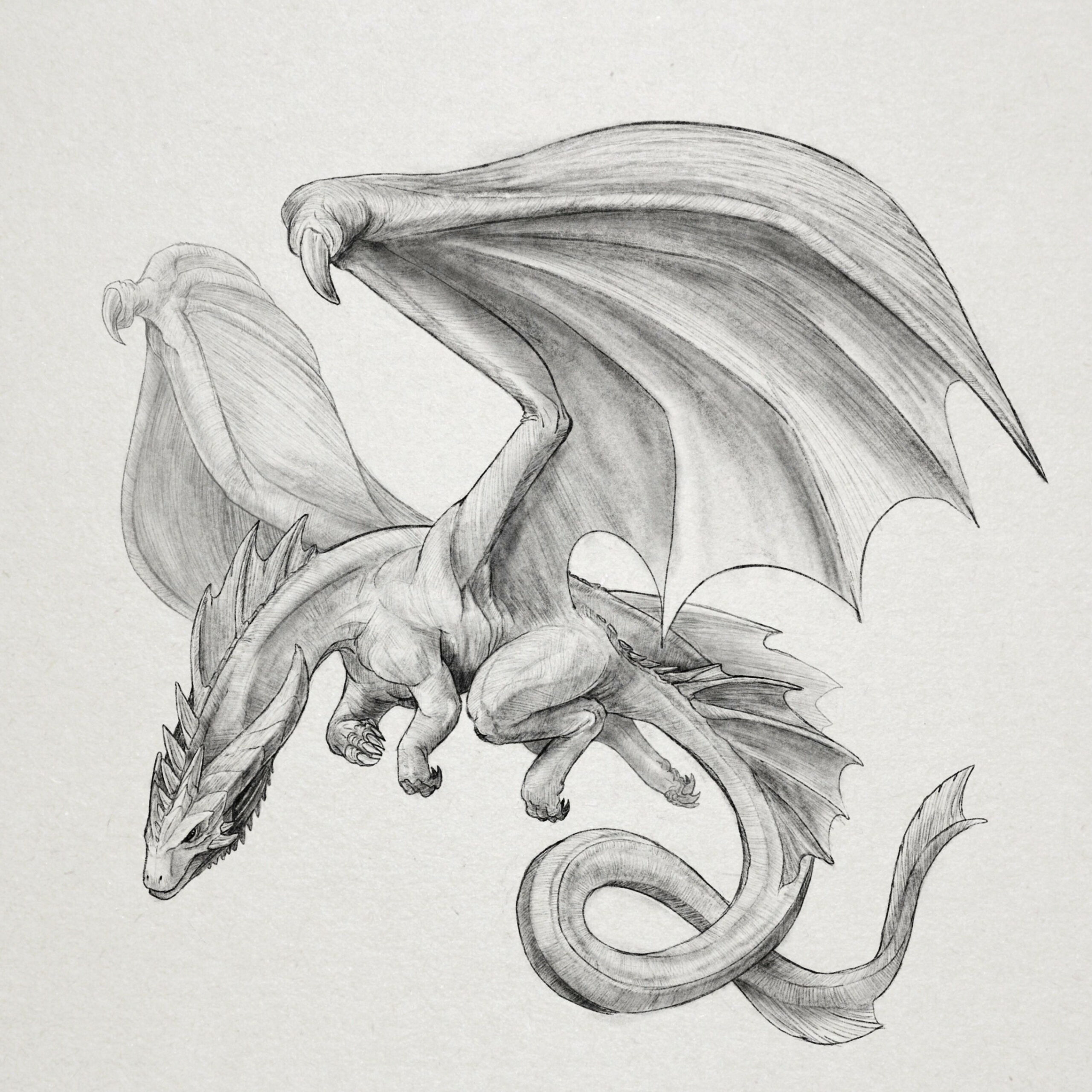 A Flying Dragon  Pencil drawings of animals, Dragon sketch, Drawings