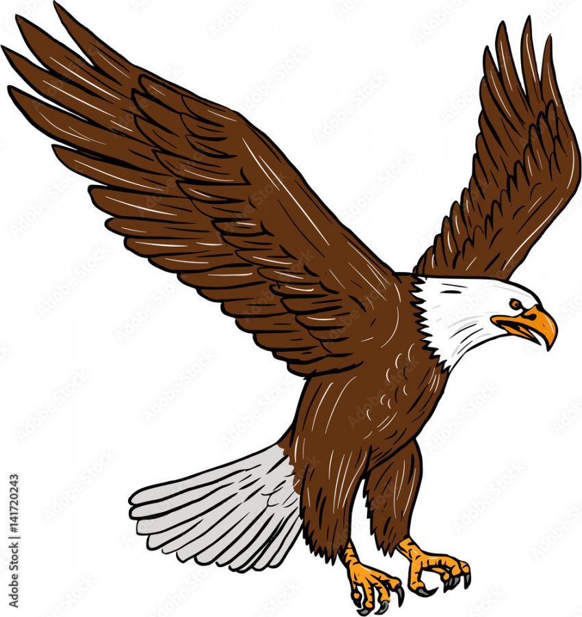 Bald Eagle Flying Drawing Stock-Vektorgrafik  Adobe Stock