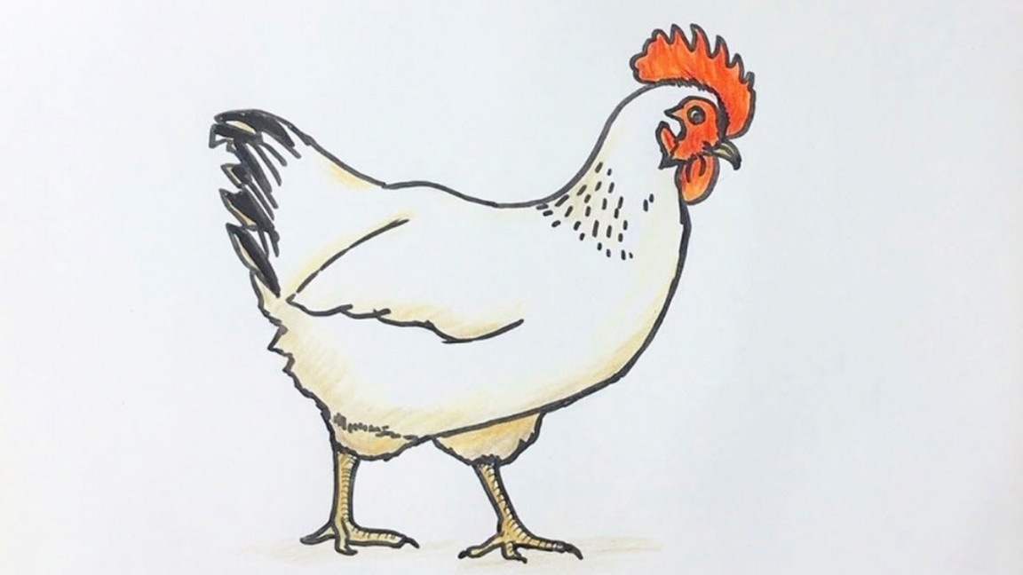 Beginners how to draw a chicken