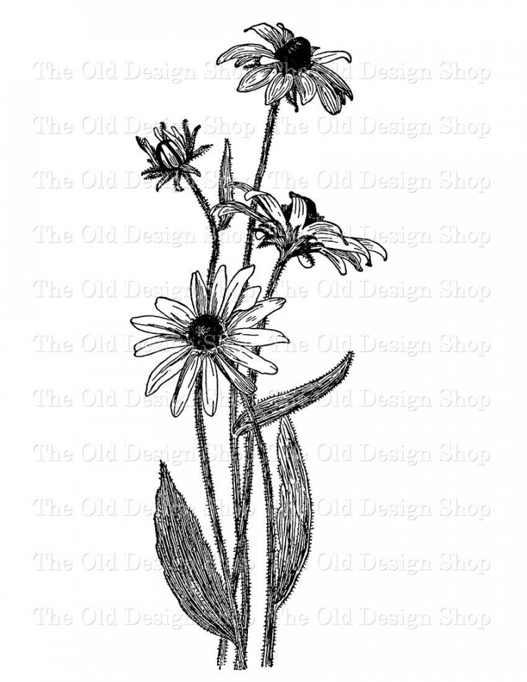 Black Eyed Susan Blume Clip Art druckbare florale Illustration kommerzielle  Nutzung digitale Stempel Transfer Bild PNG JPG