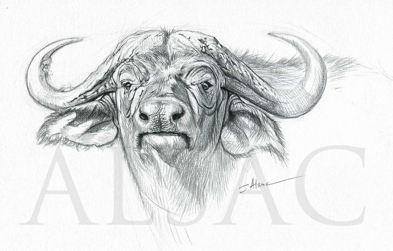 Cape Buffalo " Illustration drawing by Stéphane Alsac - French