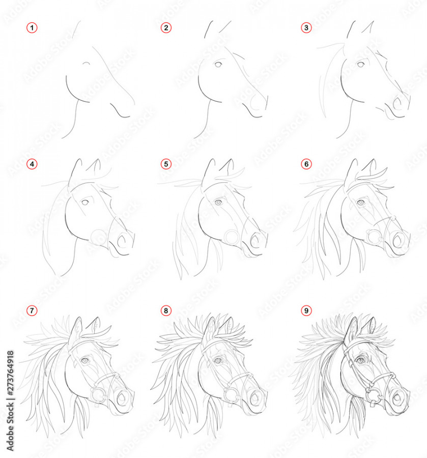 Creation step by step pencil drawing