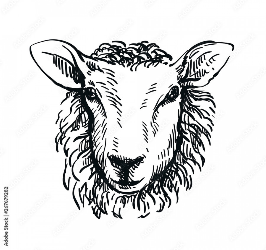 drawing of sheep