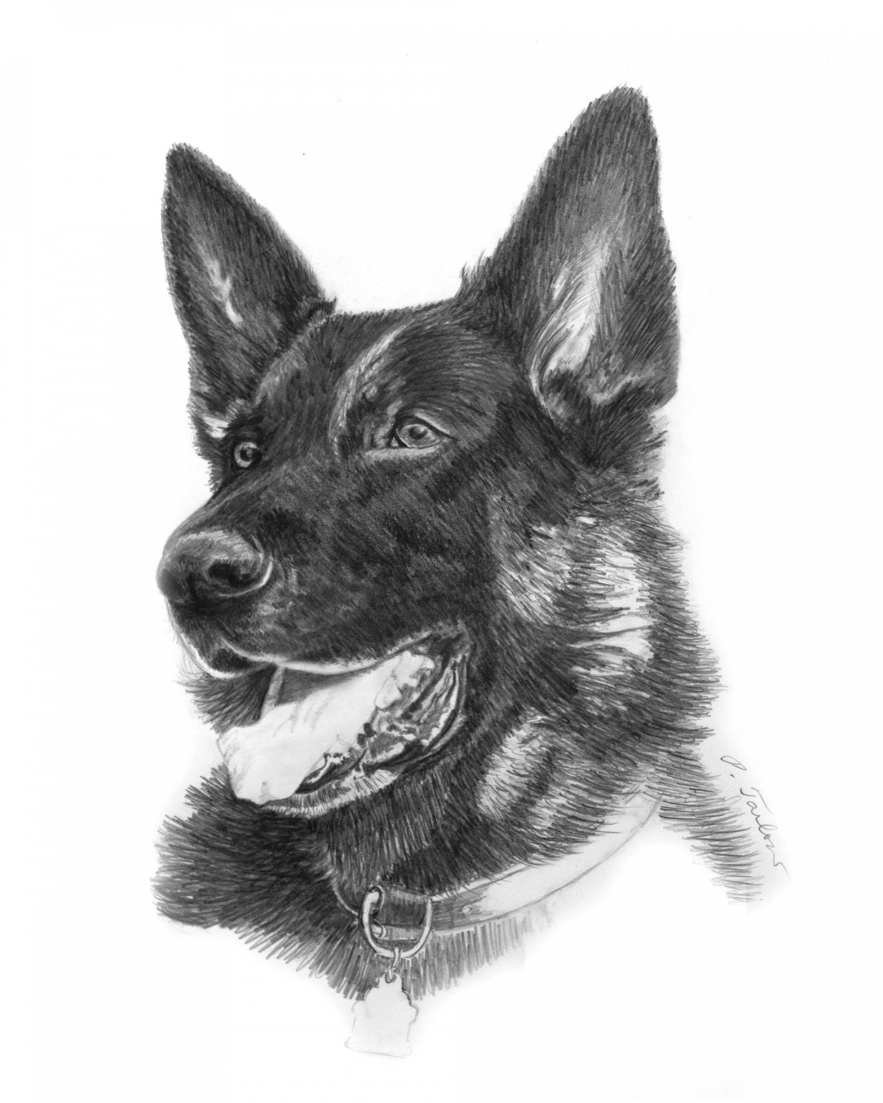 German Shepherd Drawing Art Print, German Shepherd Portrait