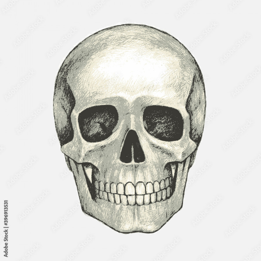 Hand drawn isolated human skull. Pencil drawing