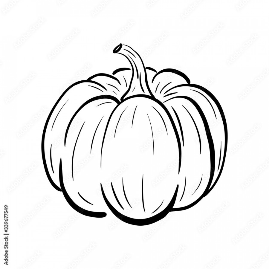 Hand drawn pumpkin sketch