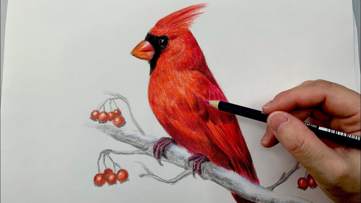 how to draw a bird realistic step by step- red cardinal bird drawing