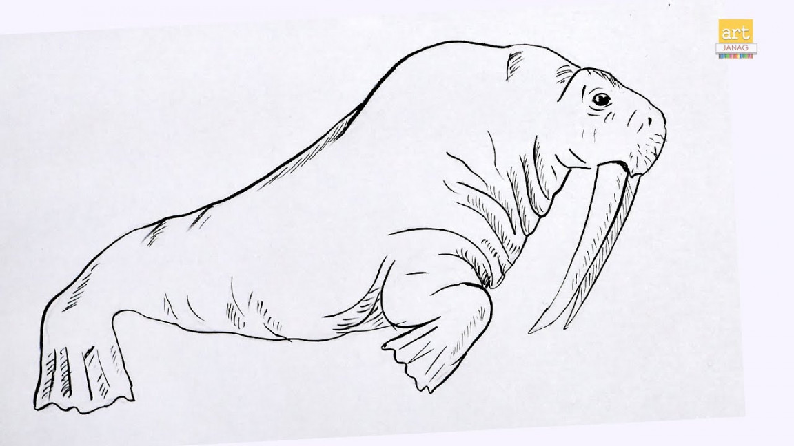 How to draw A Elephant Seal II Seal Drawing II part  #artjanag