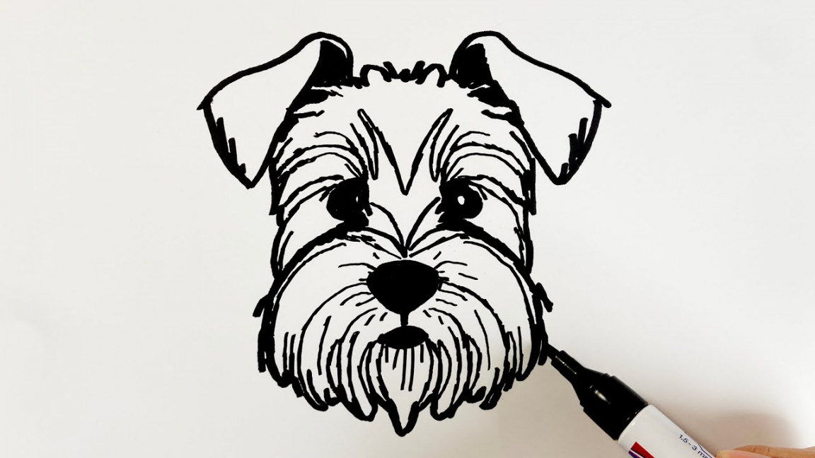 How to Draw a Miniature Schnauzer Dog