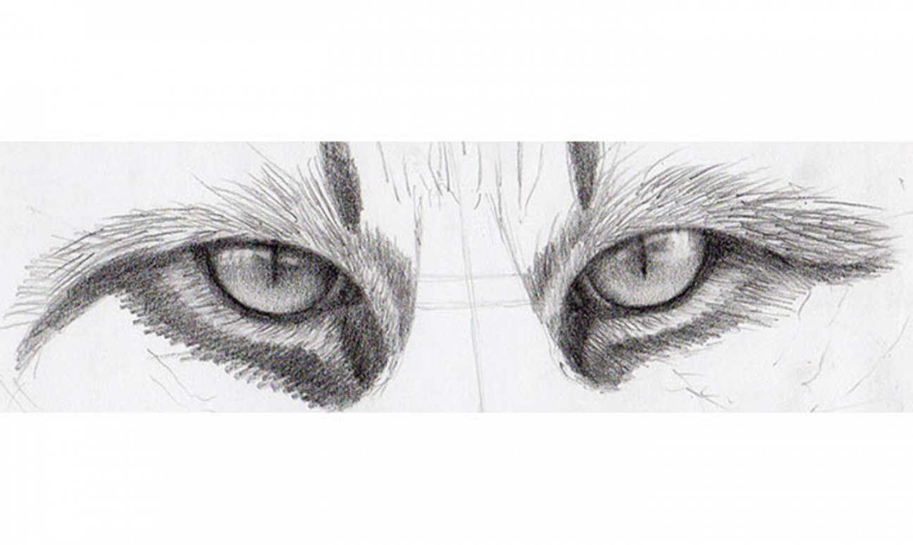 How to Draw Cat Eyes That Look Real  Craftsy