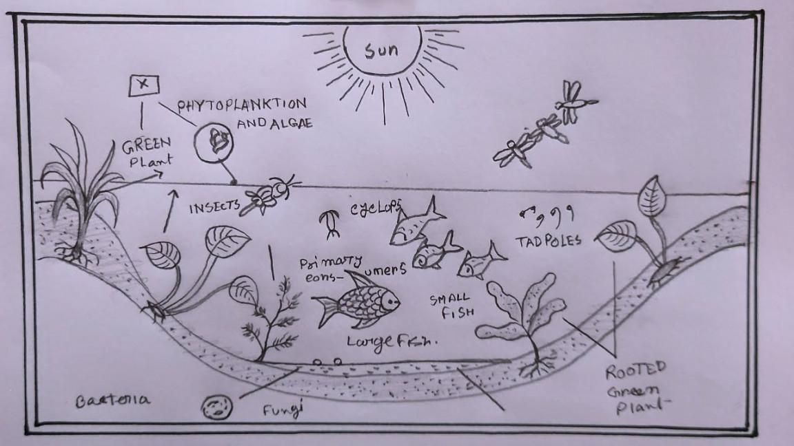 how to draw pond ecosystem/draw ecosystem of pond