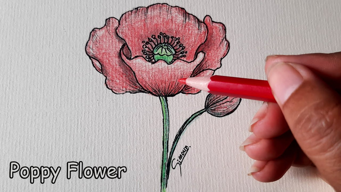 How to Draw Poppy Flower  Colors Pencil  Sinoun Drawing