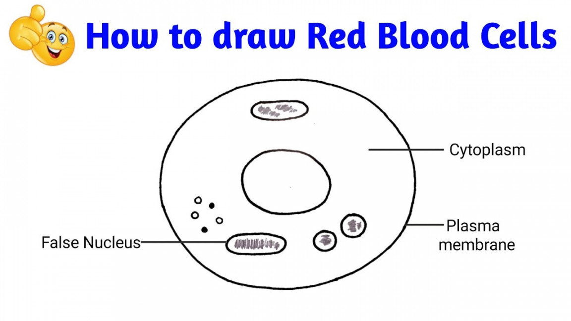 how to draw red blood cells easily step by step  how to draw red blood  cells