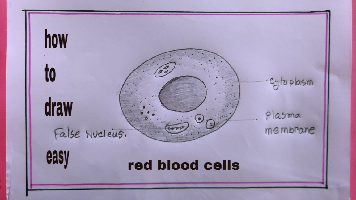 how to draw red blood cells easy/drawing of red blood cells