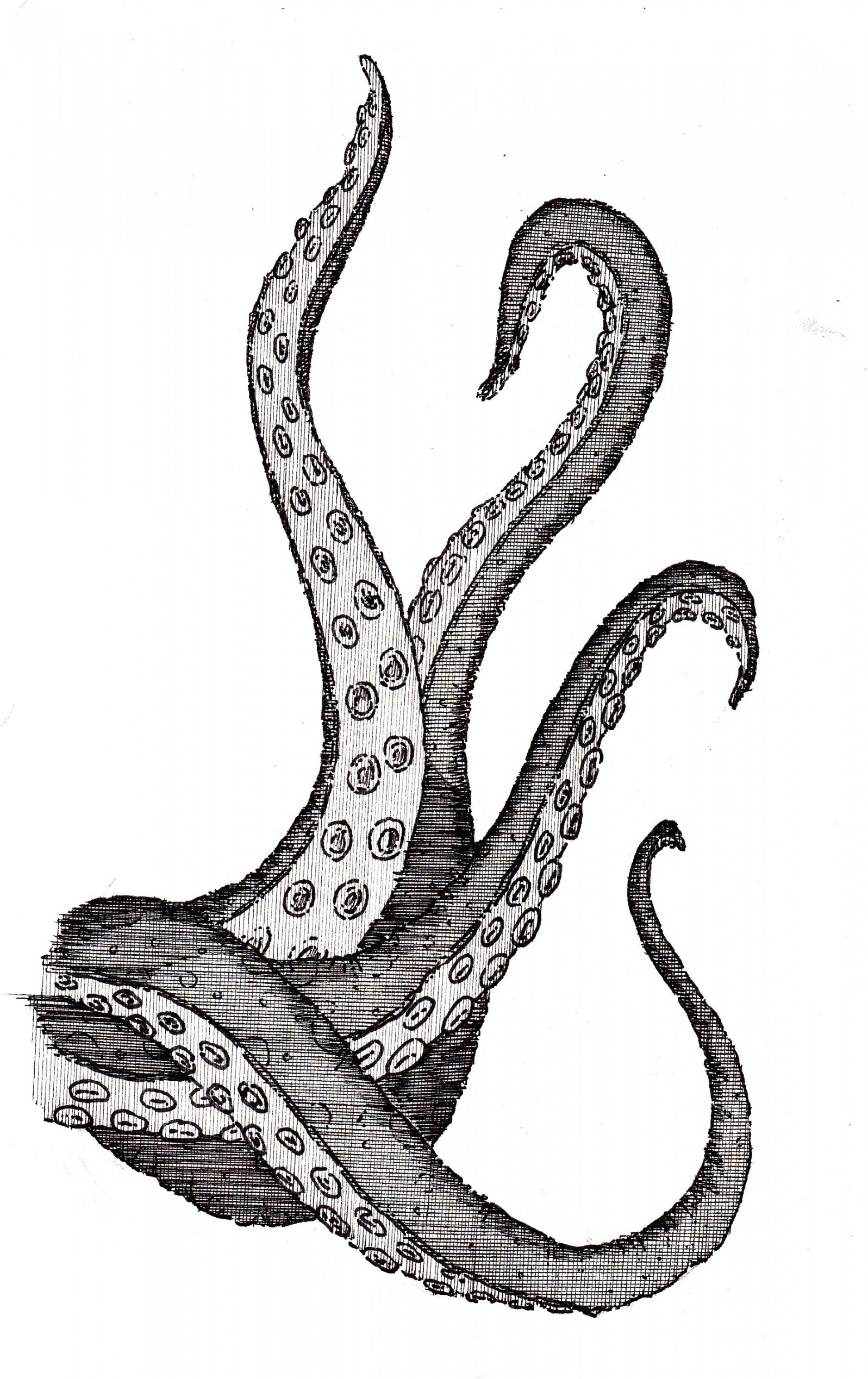 Octopus tentacles drawing, Octopus drawing, Drawings