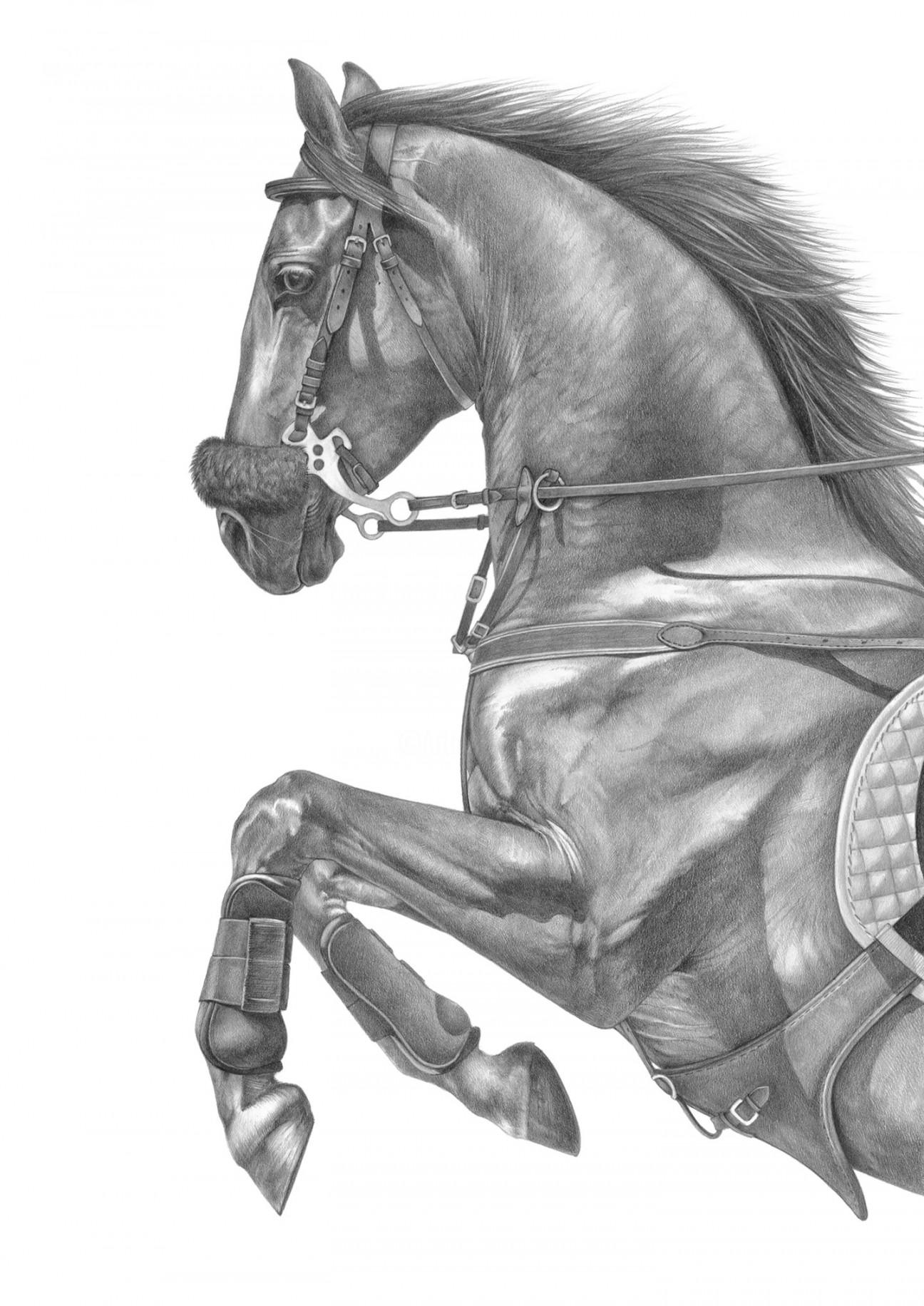 Pencil Drawing Of A Jumping Horse, Zeichnungen von Irynahorseart