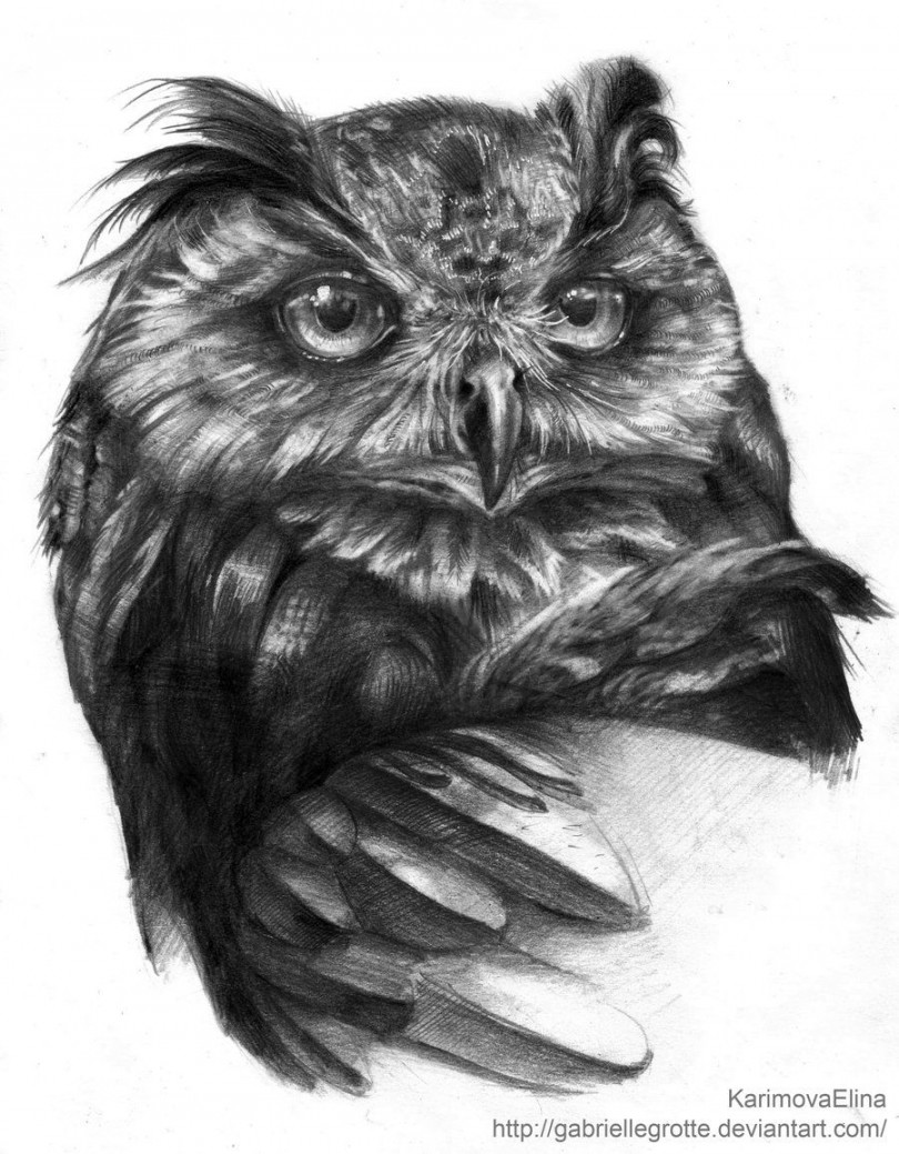 Pin by Rafail on Jungle  Owls drawing, Owl, Realistic drawings