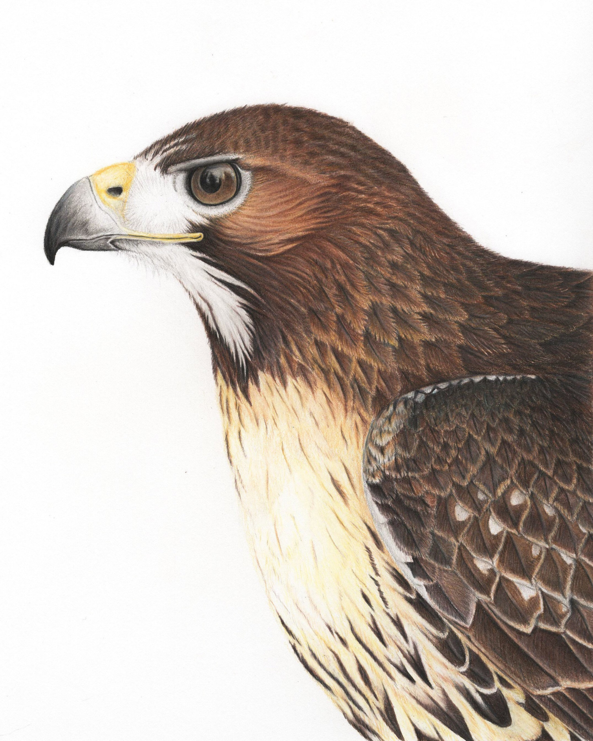 Print red tailed hawk art drawing colored pencil bird birds bird of prey  falconry ornithology