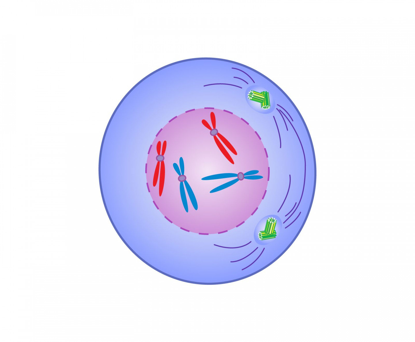 Prophase  Definition, Mitosis, Summary, & Facts  Britannica