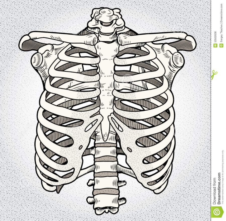 Ribcage stock illustration