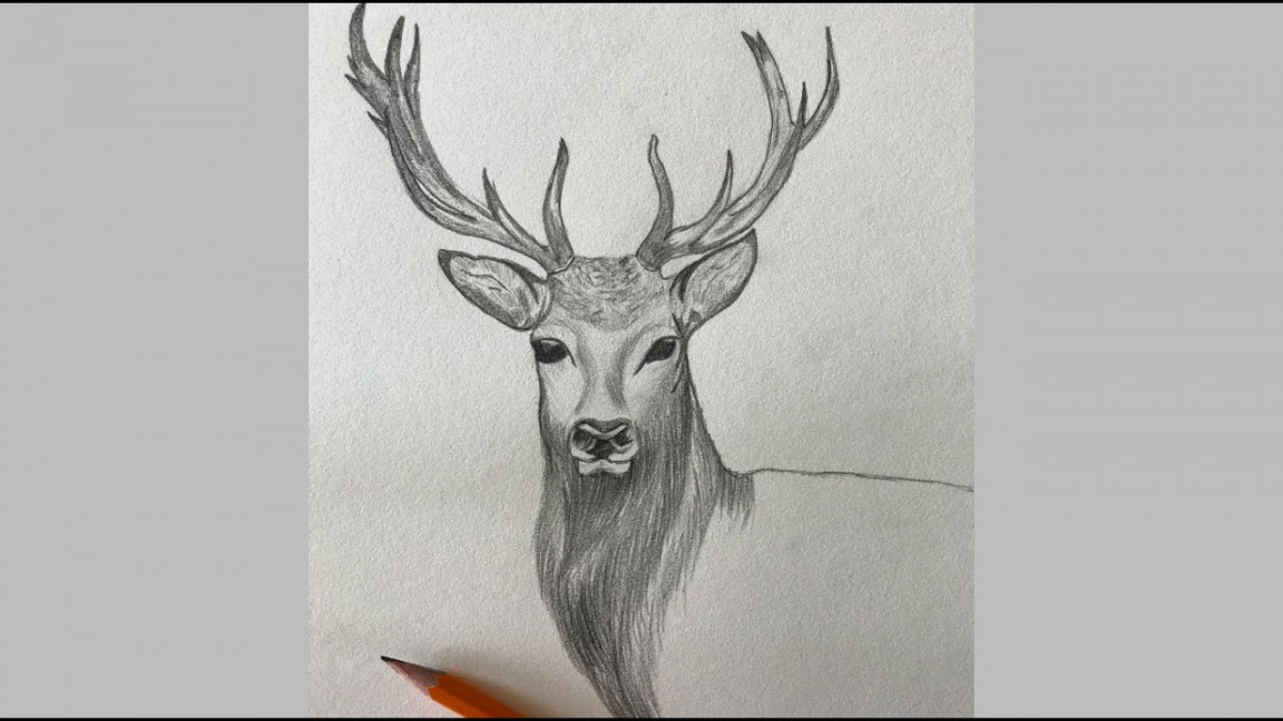 Sketch Challenge Week   Stag Pencil Drawing  Sketching Realistic Deer