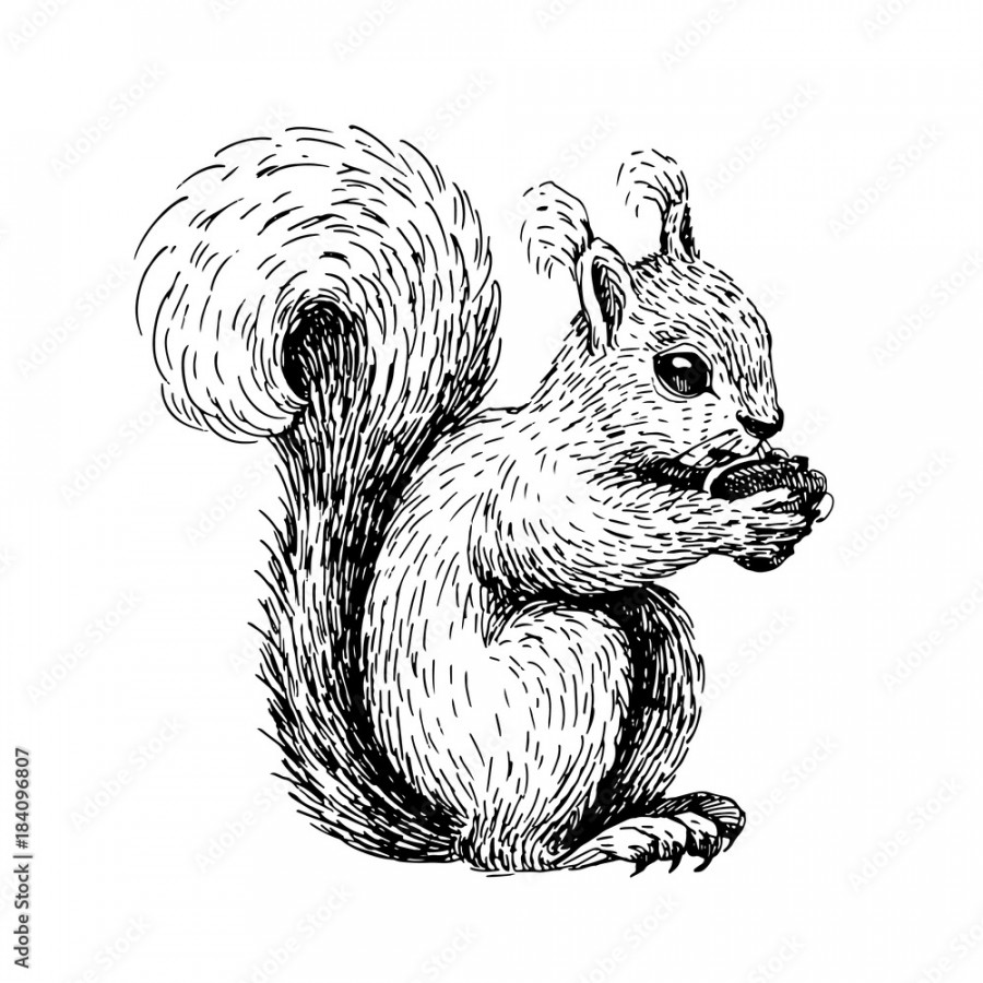 Sketch line art drawing of squirrel