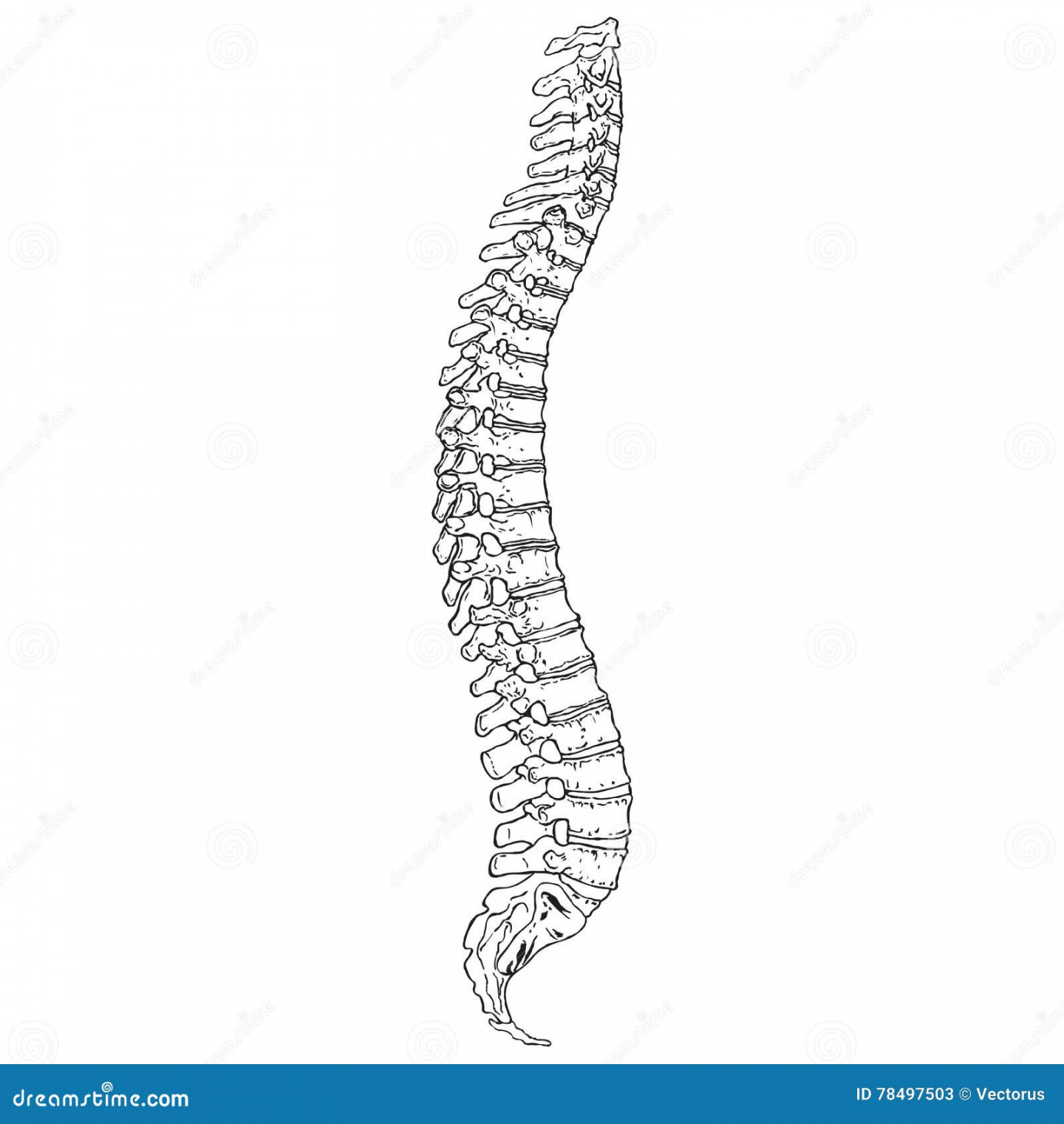 Spine Drawing Stock Illustrations – ,38 Spine Drawing Stock