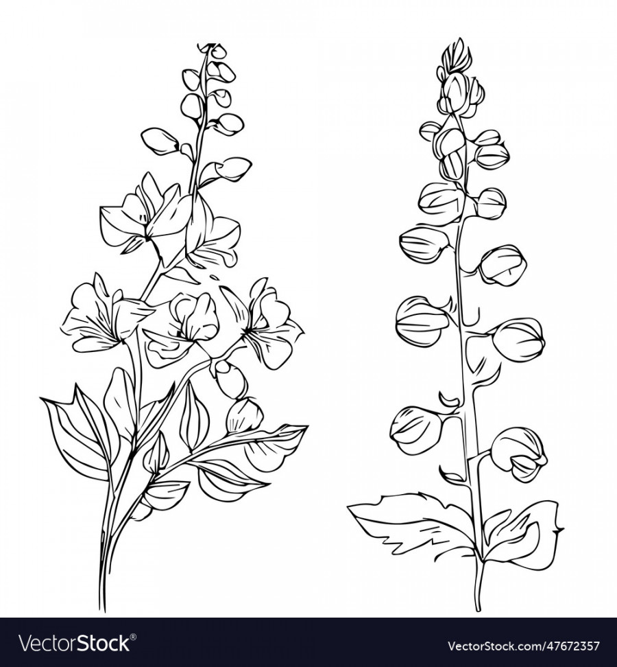 Tattoo simple delphinium flower drawing Royalty Free Vector