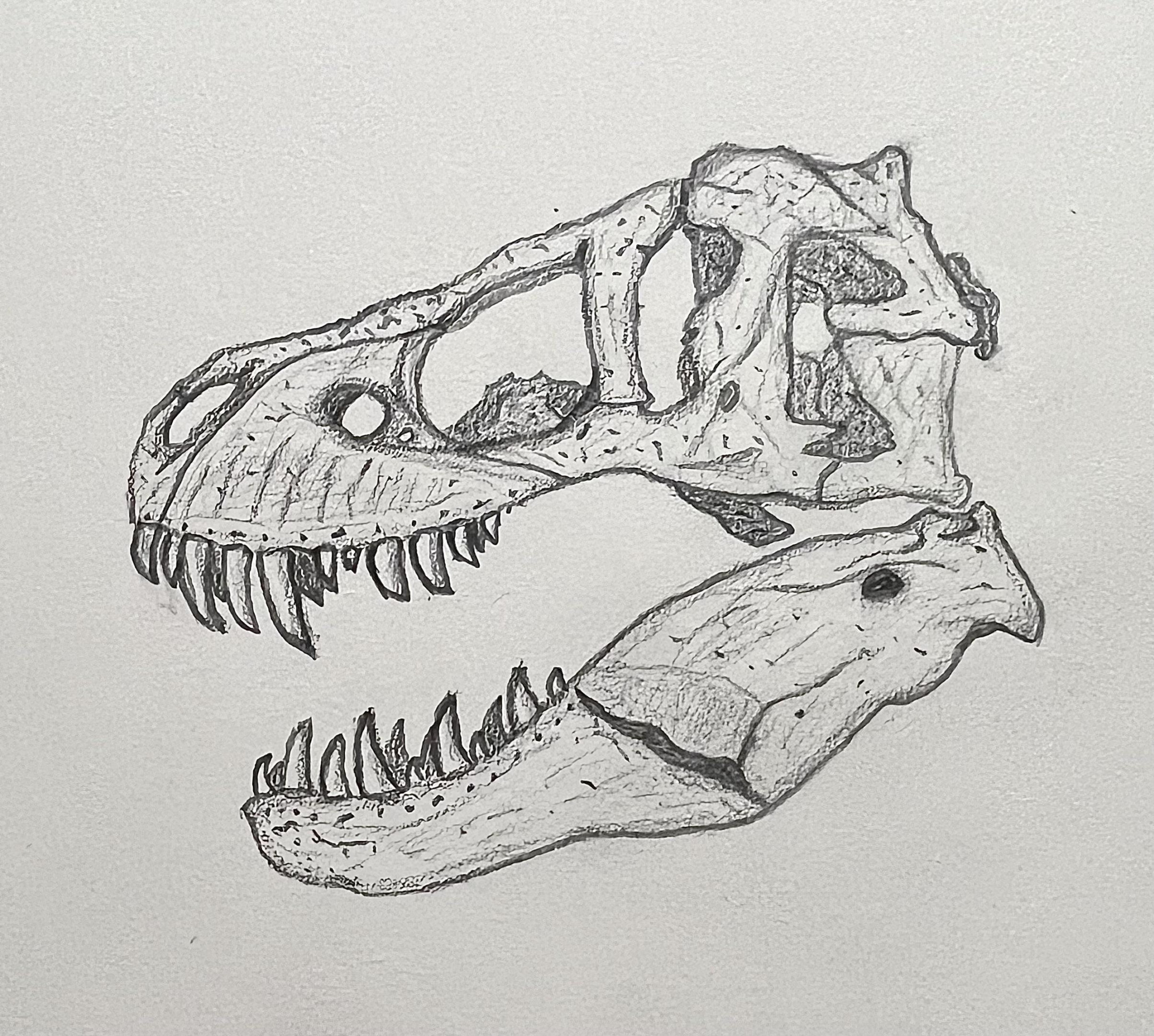 Tyrannosaurus Rex Skull Drawing : r/Paleontology