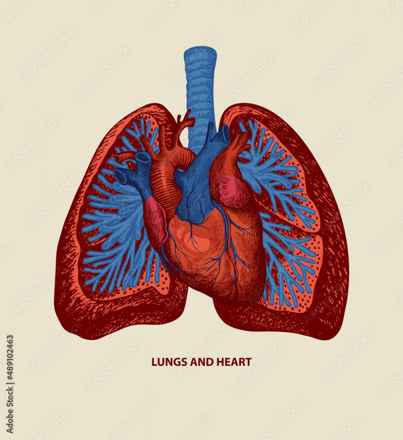 Vecteur Stock Detailed drawing of human lungs and heart in red and