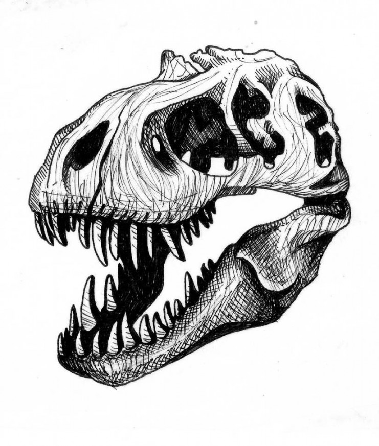 x Trex  Skull drawing, Skeleton drawings, Dinosaur tattoos