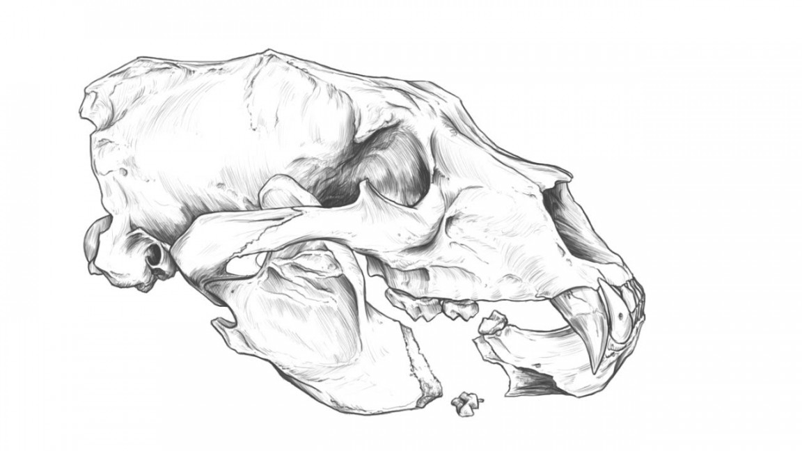 Another Drawing practice. Black bear Skull.