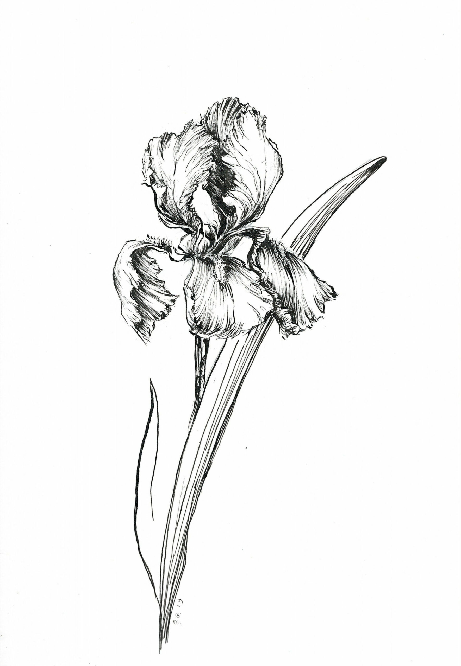 art print, drawings of iris, ink art sketch iris, flower artprints,ink  sketchart, iris artwork, flower artwork, iris flower, iris pics,