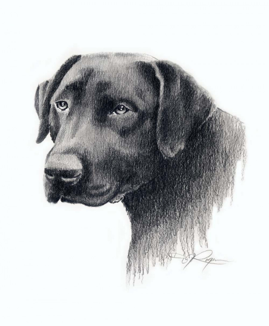 BLACK LAB Zeichnung Labrador Hund Kunstdruck von Künstler DJ Rogers