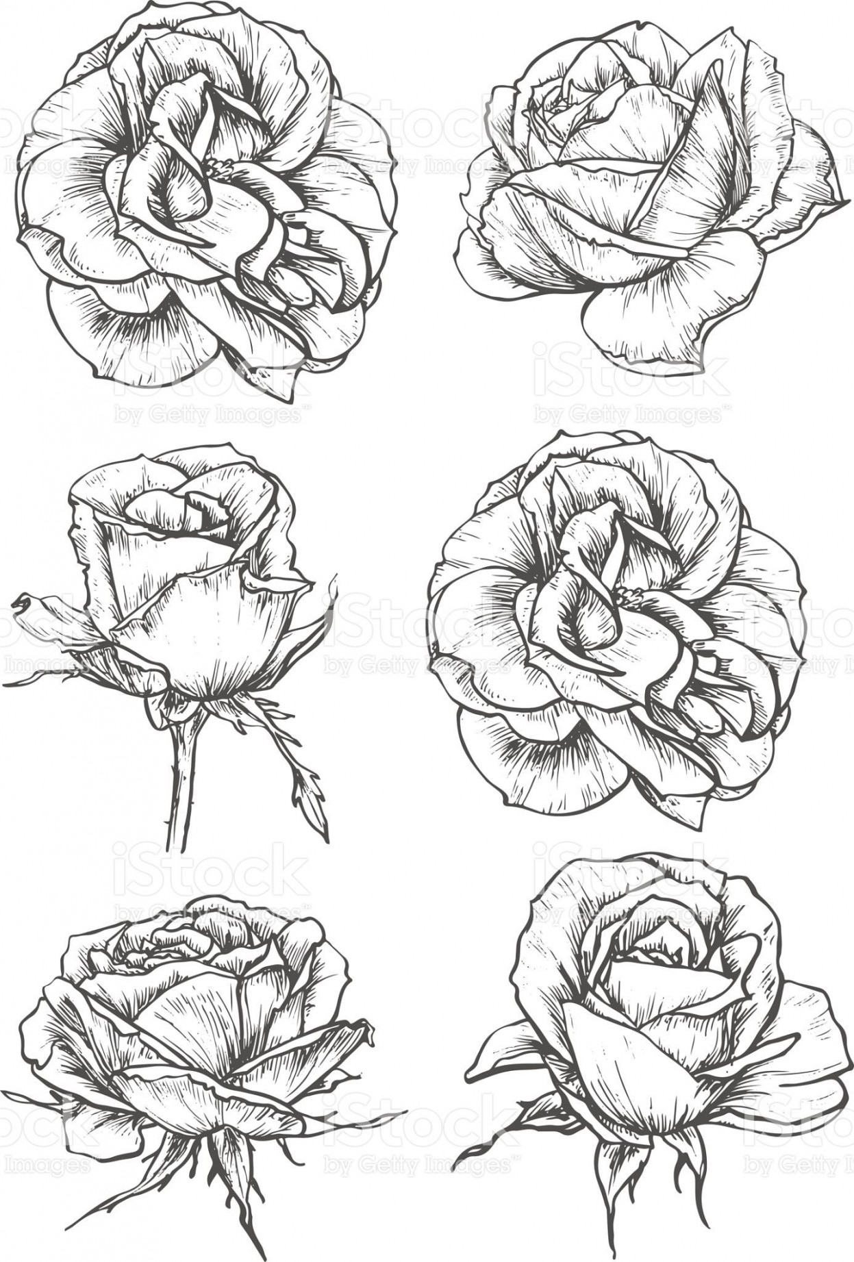 Blooming rose sketches of luxurious flower and tight bud with