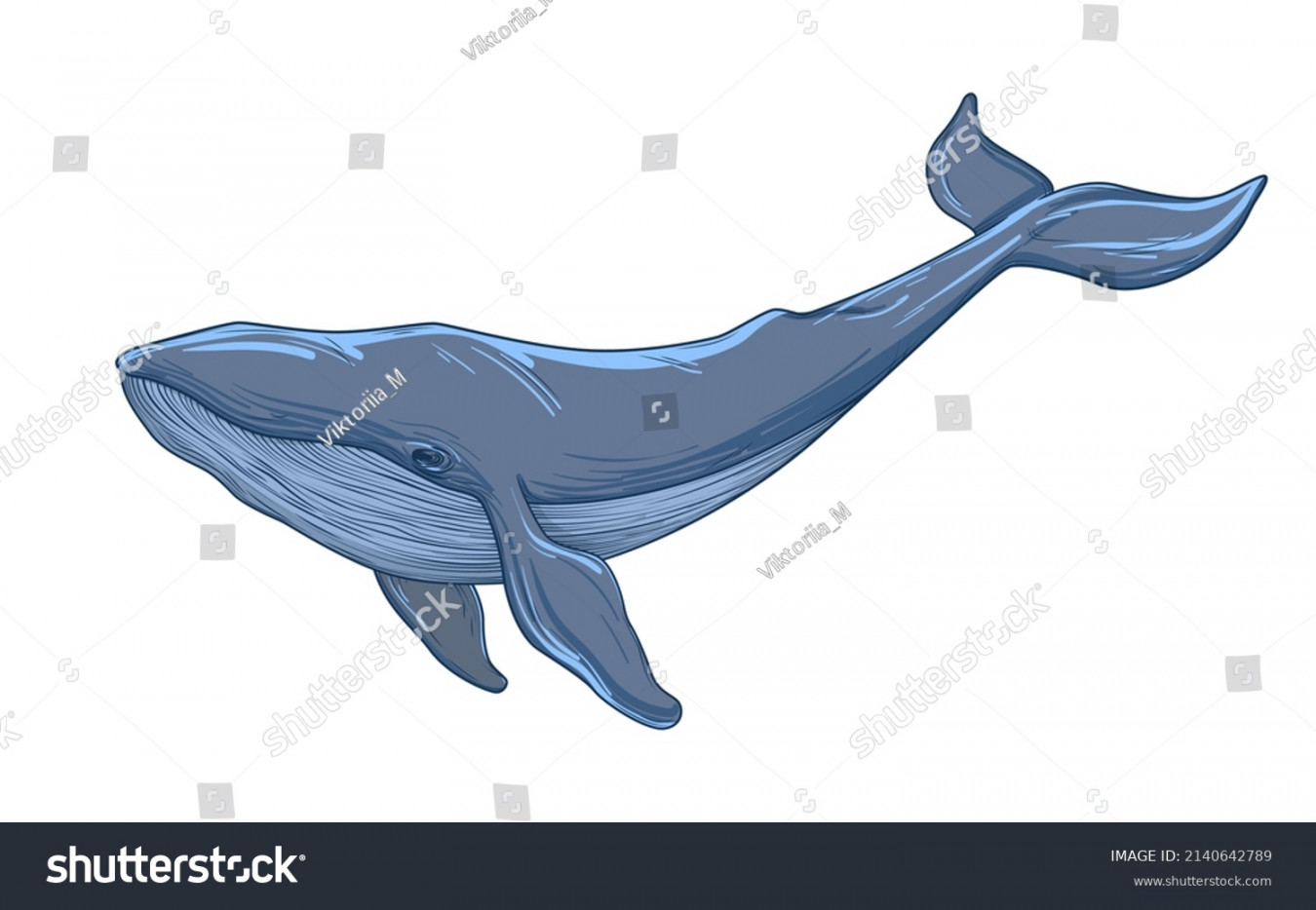 Blue Whale Sketch Vector Illustration Isolated Stok Vektör