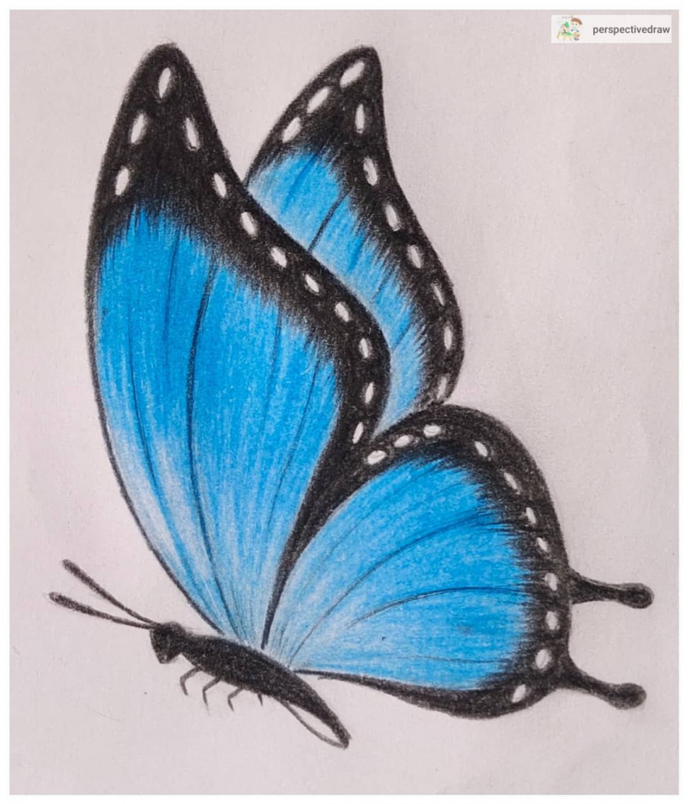 Butterfly drawing 🦋 Follow for more drawings #drawings #drawing