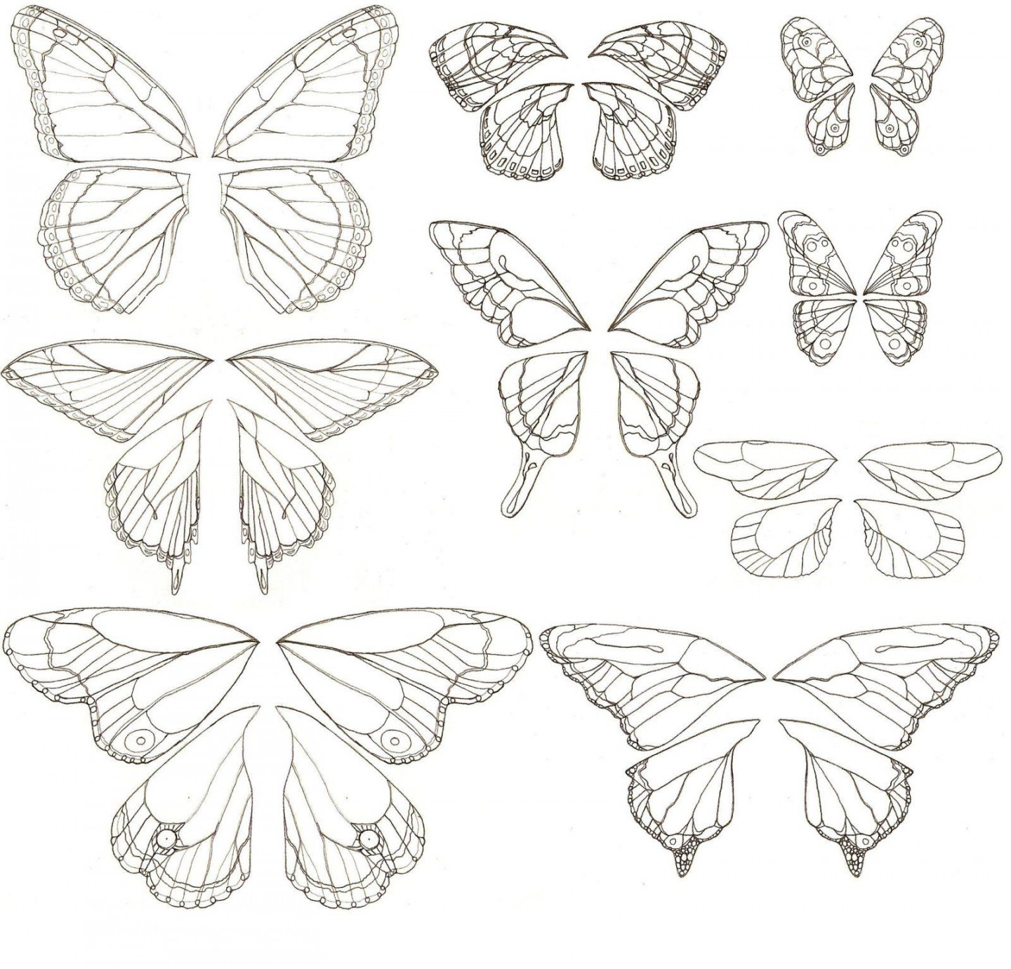 butterfly wings - Google Images  Butterfly drawing, Butterfly art