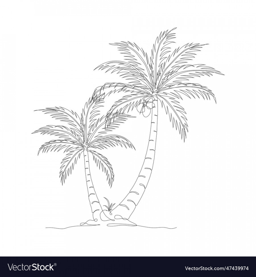 Coconut tree line art drawing Royalty Free Vector Image