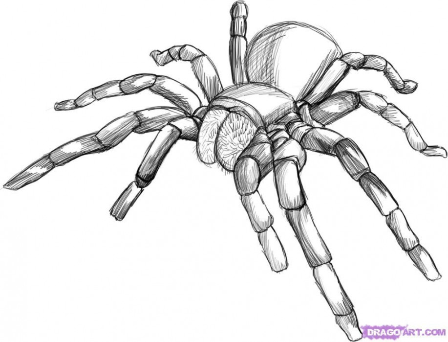 Cool Black and White line art  Spider drawing, Spider art, Insect art