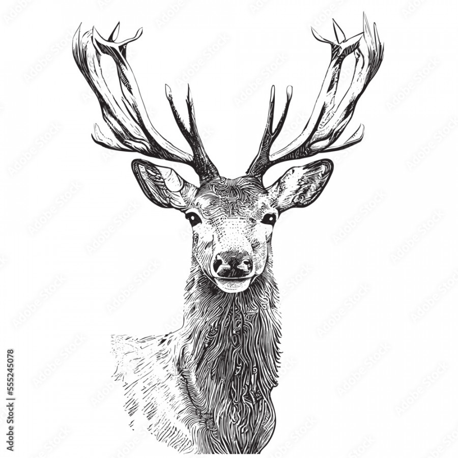 Deer head portrait sketch hand drawn engraving style Vector