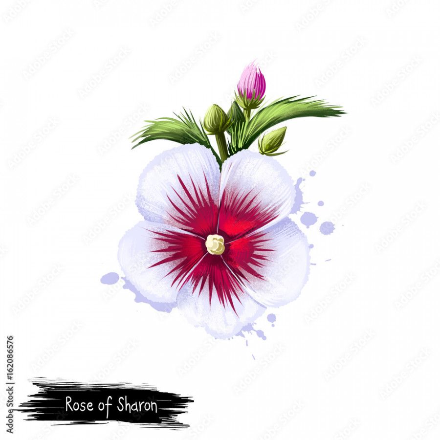 Digital art illustration of Rose of Sharon isolated on white