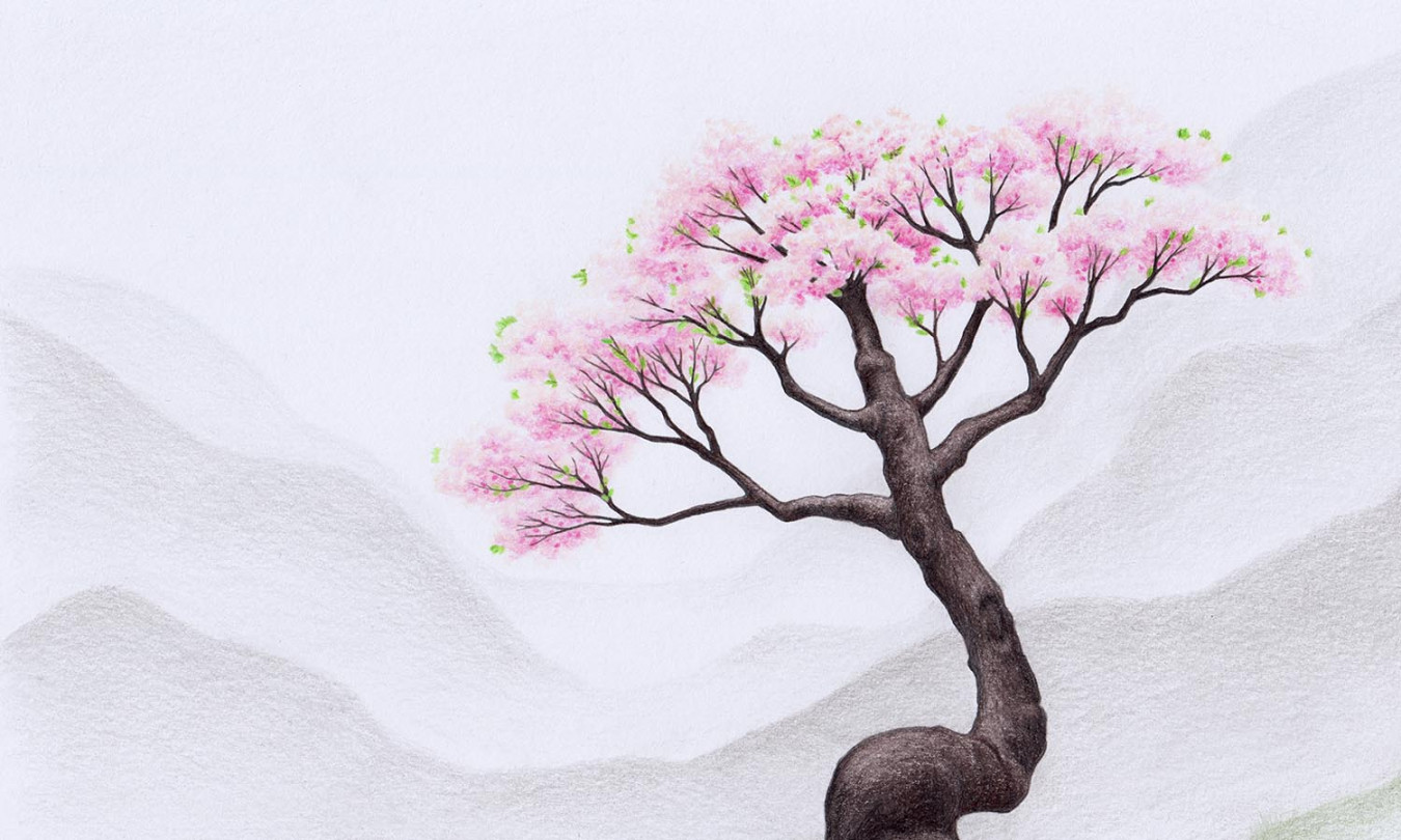 Drawing a Cherry Blossom Tree (Sakura)  How-to-Art