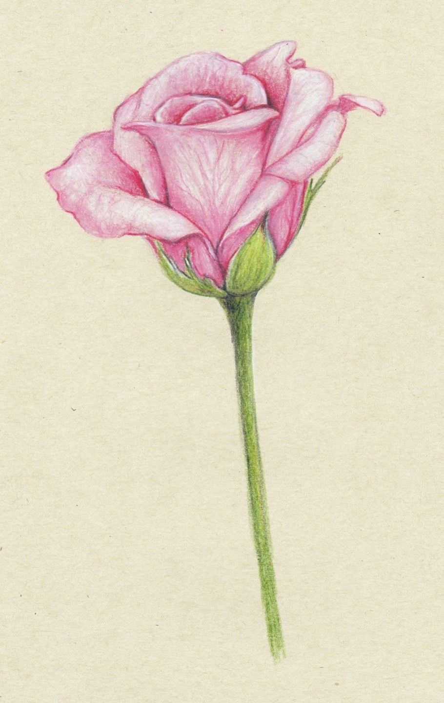 Drawings: pink roses  Beautiful flower drawings, Flower