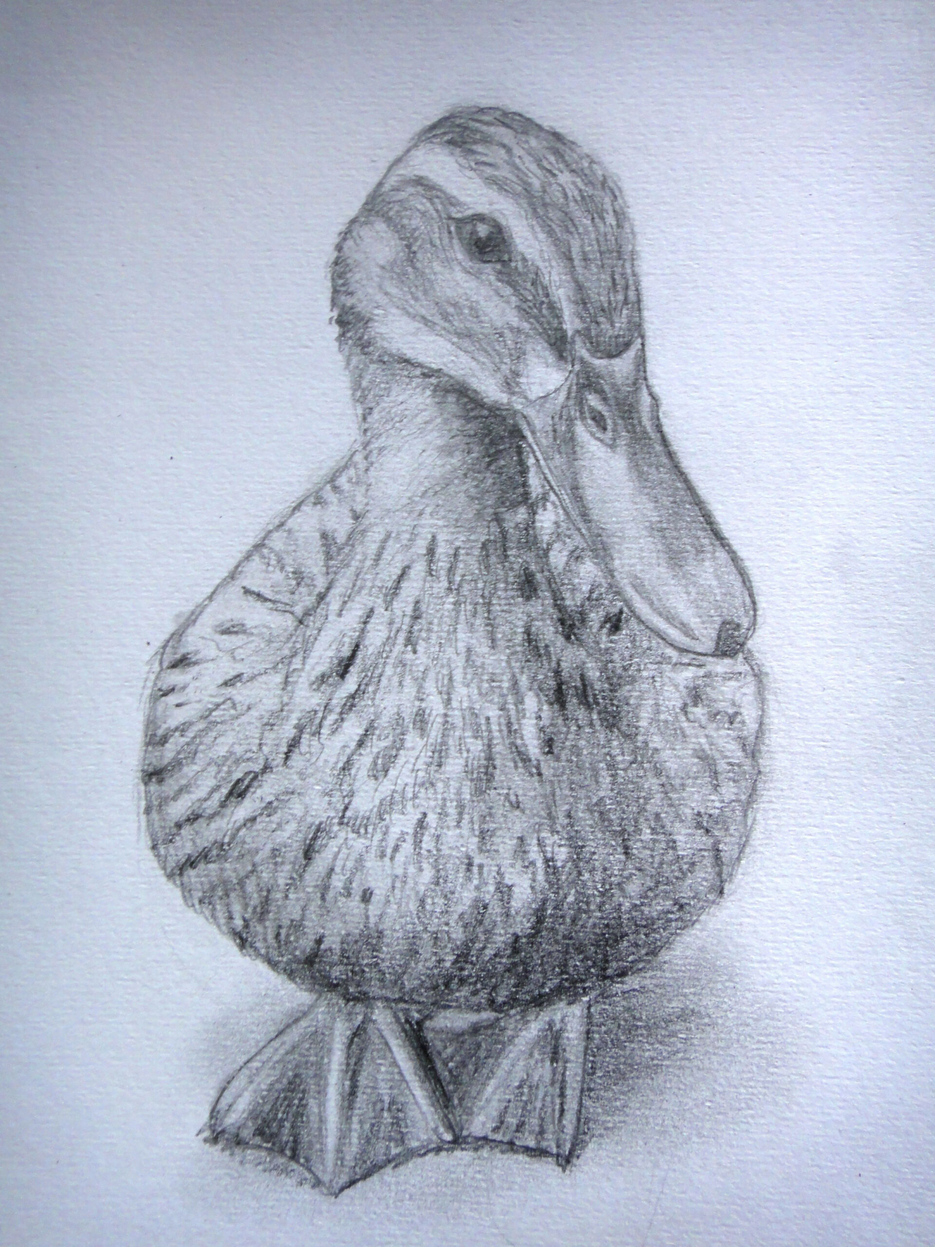 Duck sketch  Realistic art, Animal drawings, Pencil drawings of