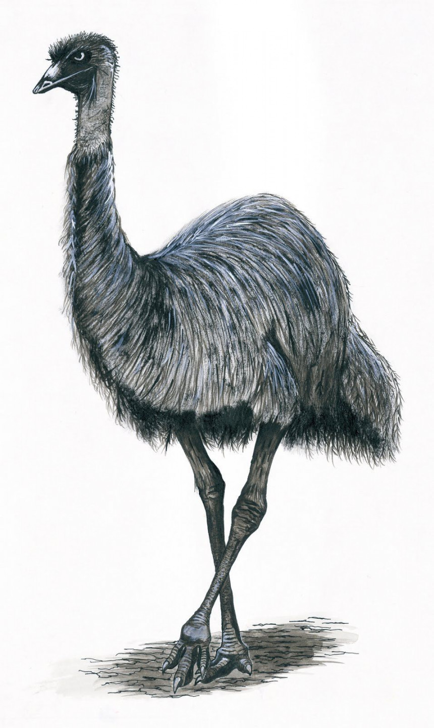 Emu Drawing Or Tattoo Cartoon Animals In Aboriginal Art - Emu