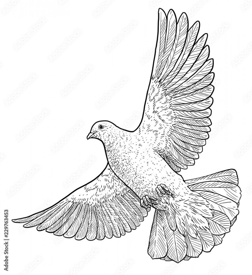 Flying dove illustration, drawing, engraving, ink, line art