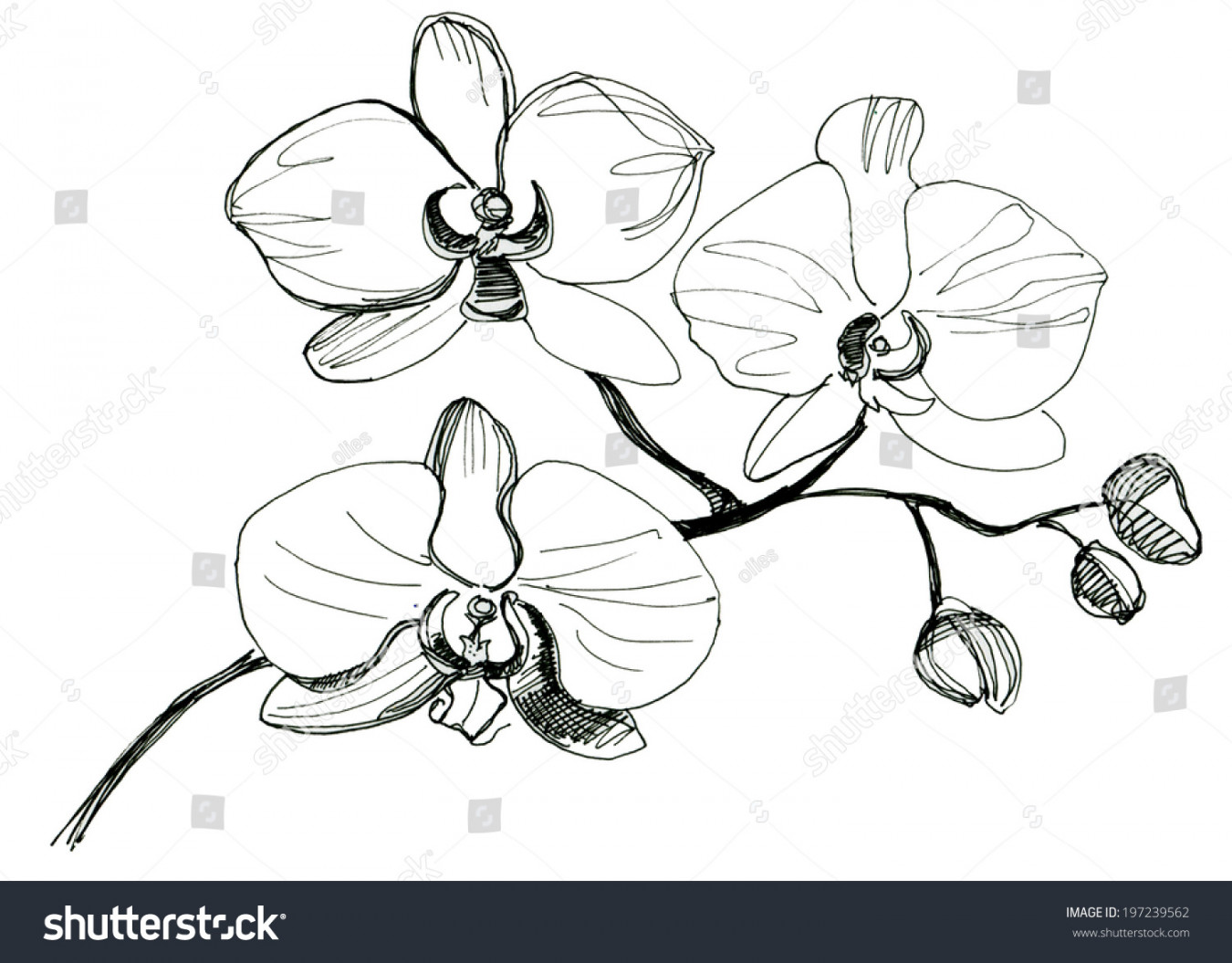 Hand Drawing Orchid Flower Sketch: Stockillustration