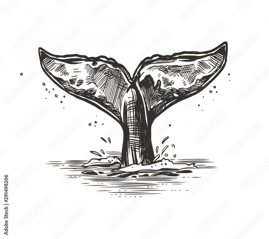 Hand drawn vector whale tail