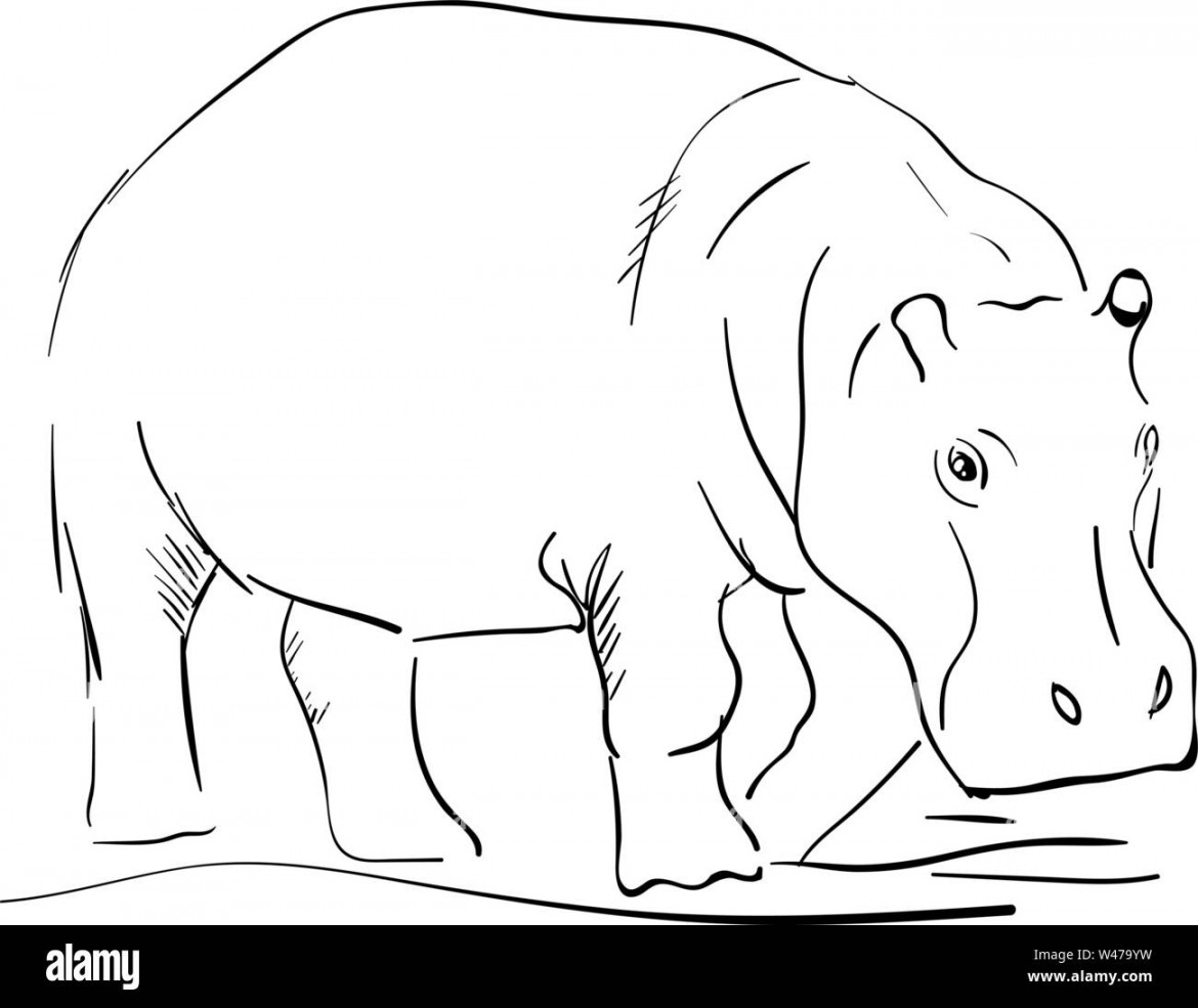 Hippo drawing hi-res stock photography and images - Alamy